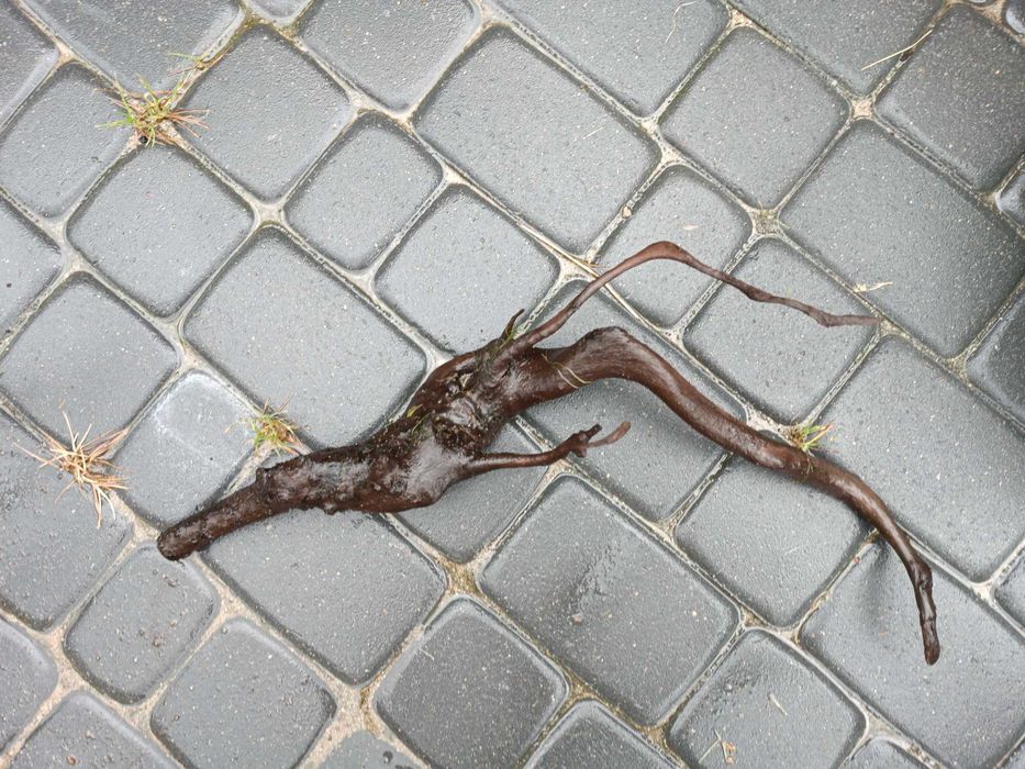 Korzeń Red Moor Wood – naturalna dekoracja do akwarium