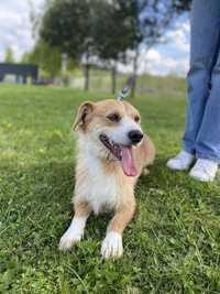 Szorstkowłosy Chewie czeka na Ciebie w schronisku! Adopcja