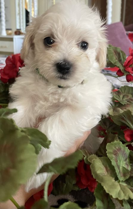 Щенки мальтипуF1