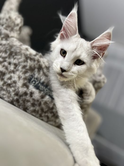 Diesel kocurek Maine Coon, rodowód FPL - rezerwacja