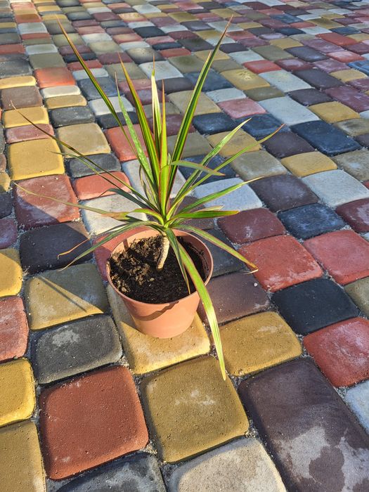 Драцена Маргіната