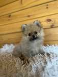 Pomeranian Szpic Miniaturowy Suczka Orange Sable