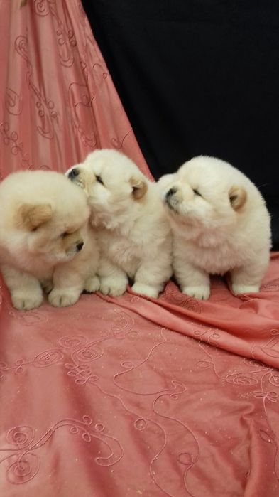 Чау-чау цуценя ,доставка Л