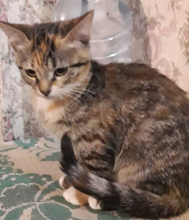 Котенок ищет свою маму