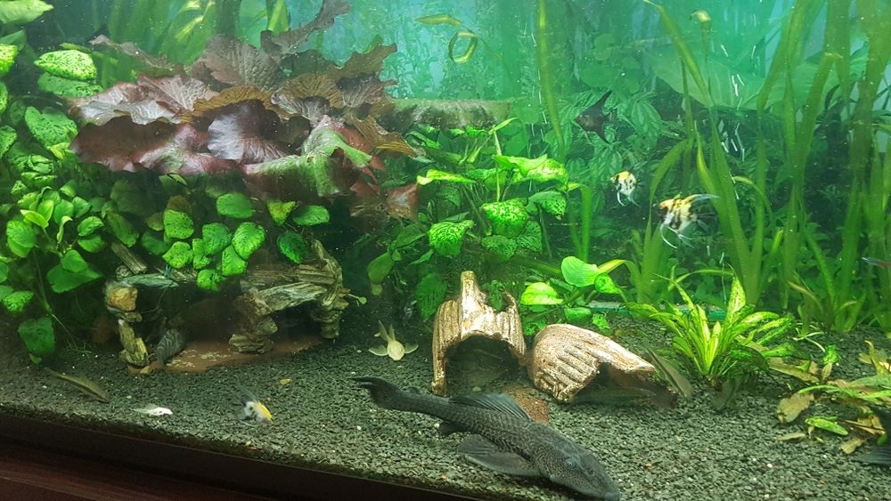 Продам акваріум .