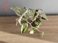 Epipremnum pinnatum marble variegata