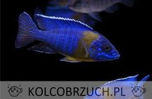 Aulonocara stuartgranti MAULANA - BI-COLOR 500 - dowóz, wysyłka