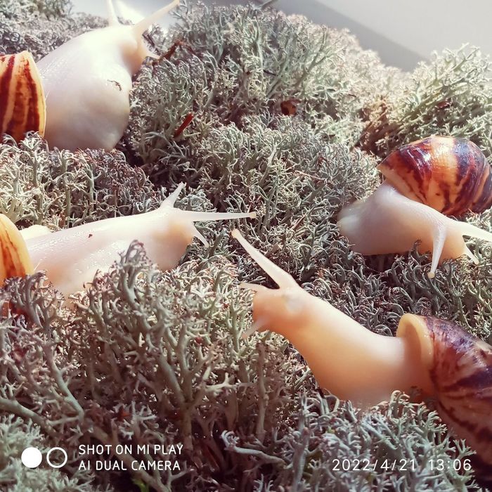 Ягель для улиток и растений