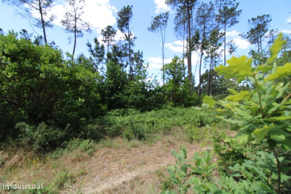 Terreno com Viabilidade de Construção - Orgens - Viseu