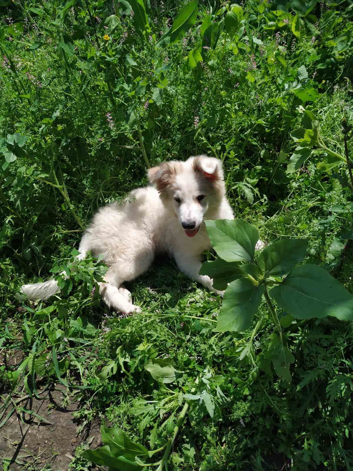 Щенки Бордер колли