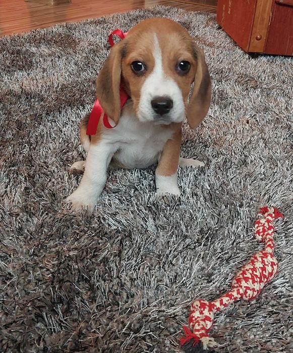 Suczka beagle tricolor