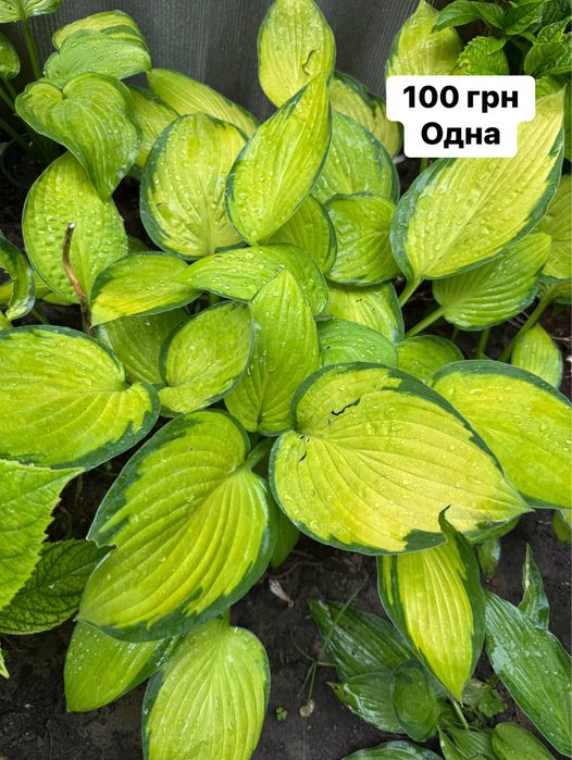 Бадан садовий хоста лілія