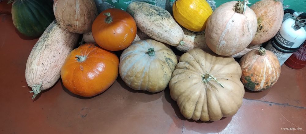 Гарбуз,кабак,тыква