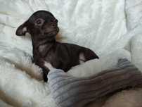 Cudny malutki piesek Chihuahua  gorzka czekolada. GOTOWY DO ODBIORU