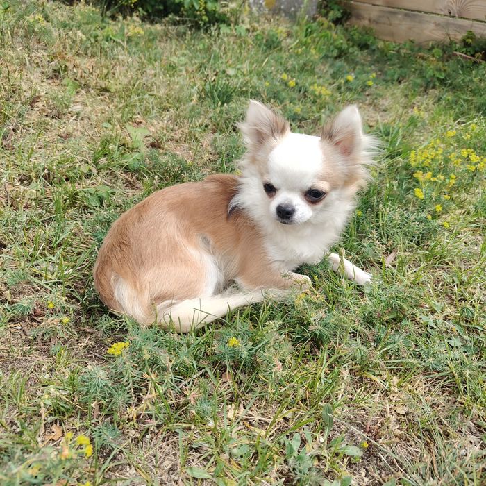 Piesek xs chihuahua dorosły
