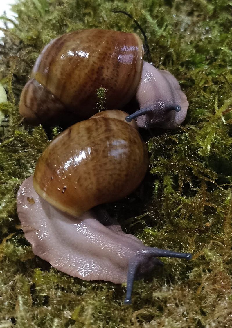 Ślimak afrylański. Archachatina puylaerti  Togo F2.