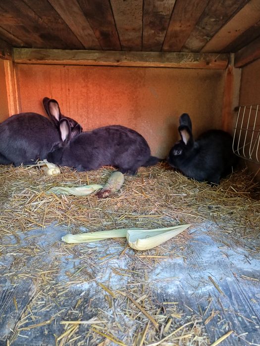 Króliki Wiedeński Niebieski