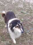 Rough Collie Pies z rodowodem