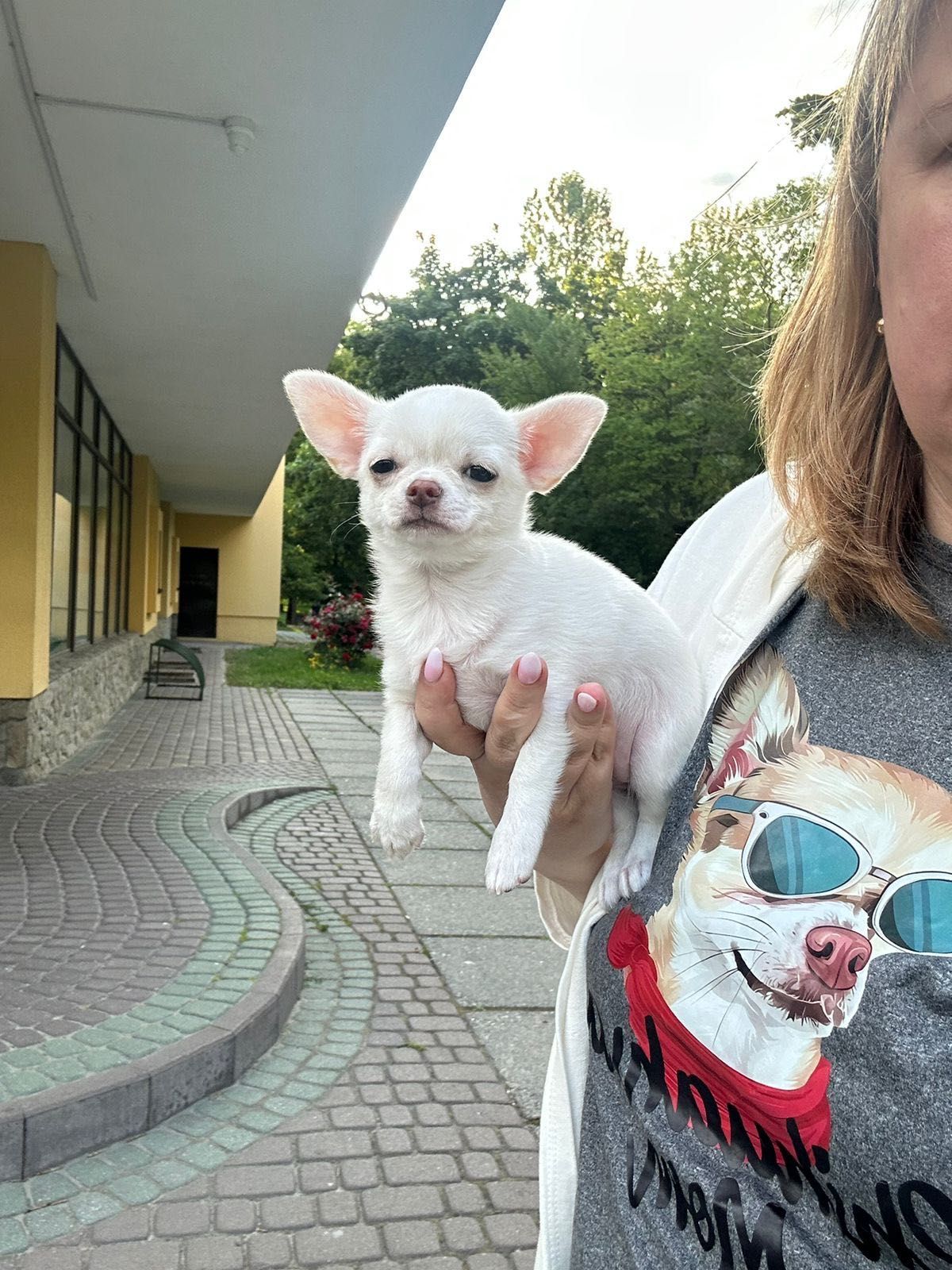 Przepiękna mini sunia chihuahua FCI