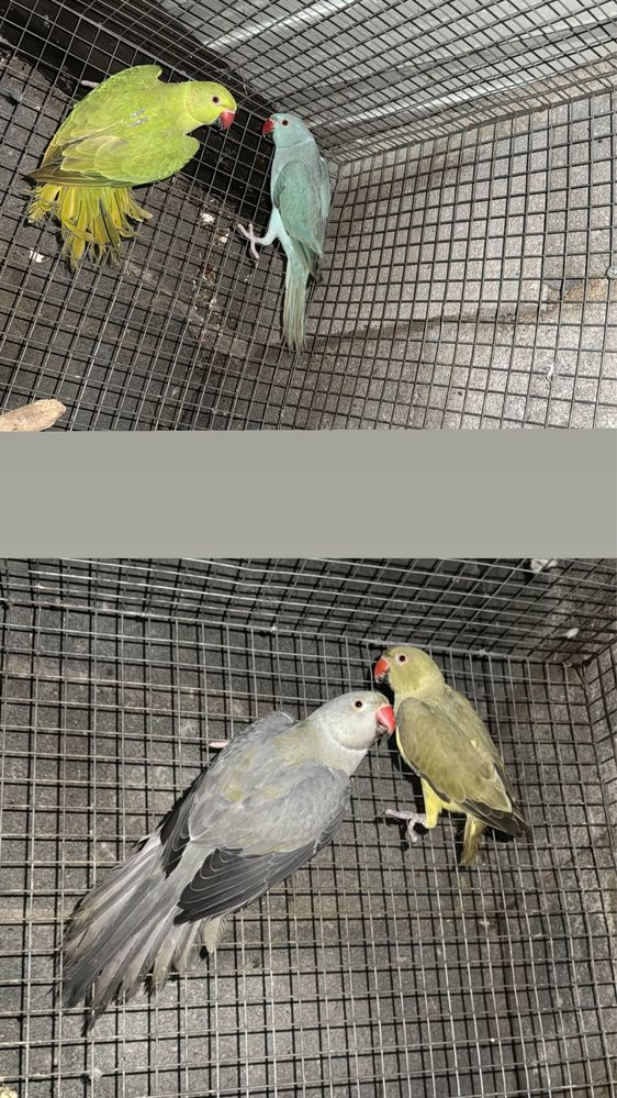 Ring Necks novos