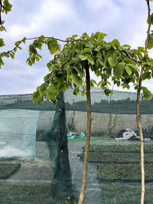 Wiąz 'Camperdownii' Doniczkowany Szczepiony na różnych wysokościach