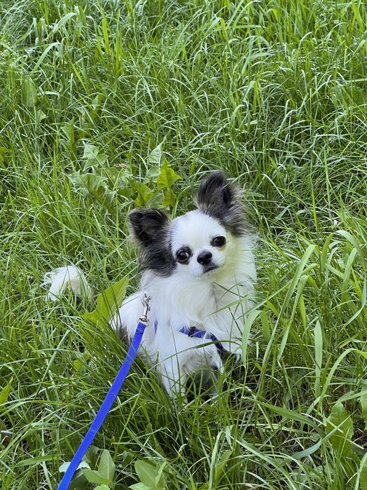 Вязка Чихуахуа. Ищу невесту