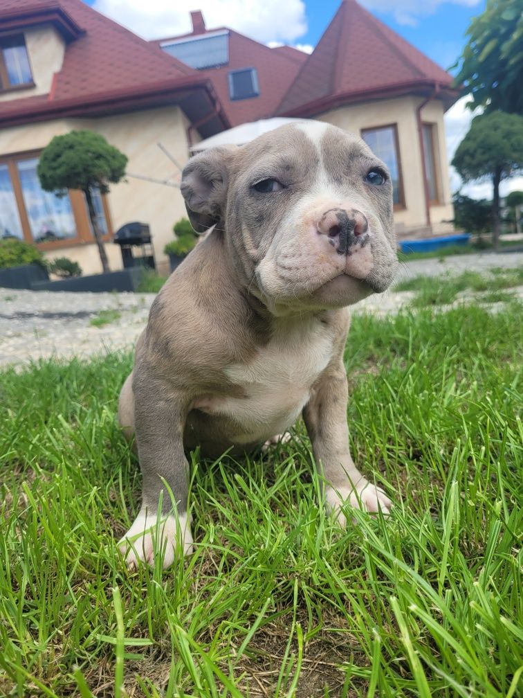 American bully suczka blue merle Quality hight