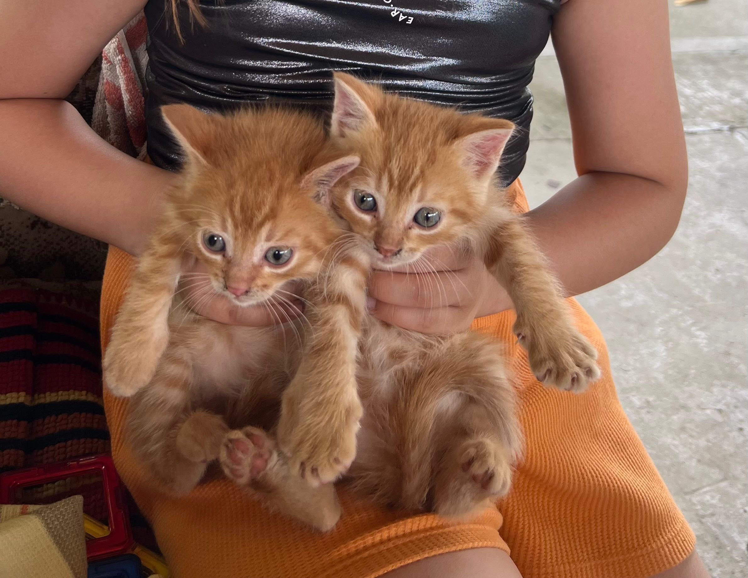 Котики Стрий Безкоштовно!!!