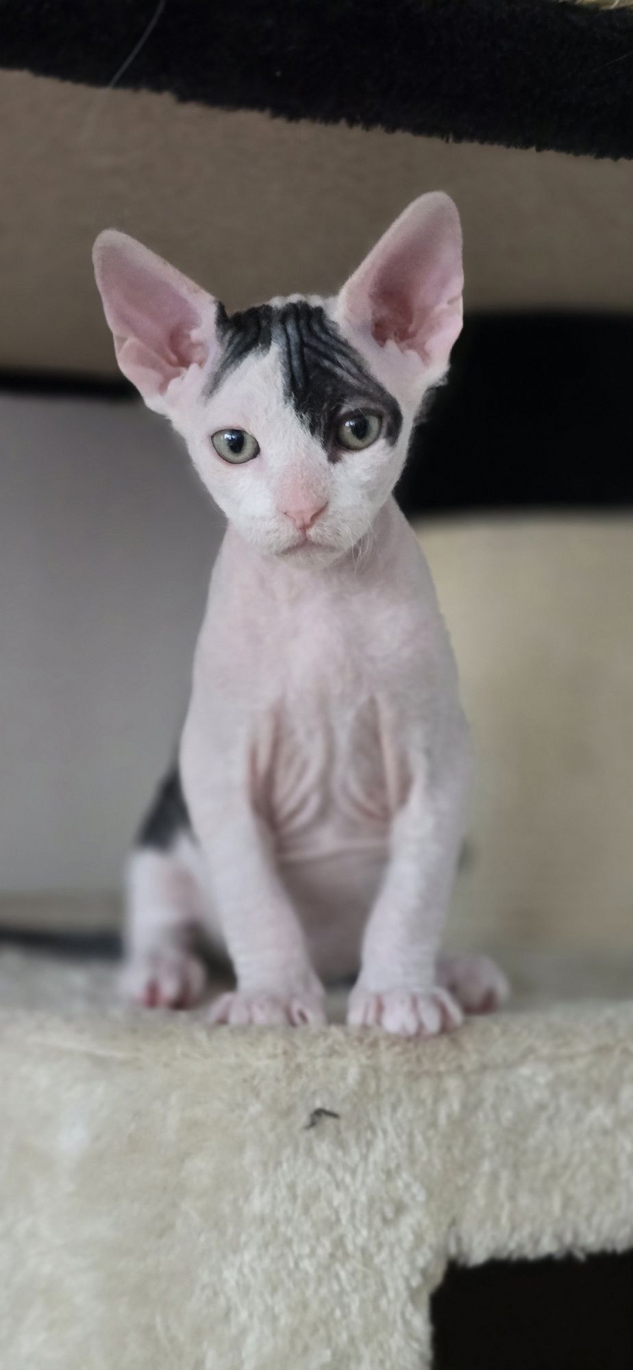 WCF Don Sphynx  kotek