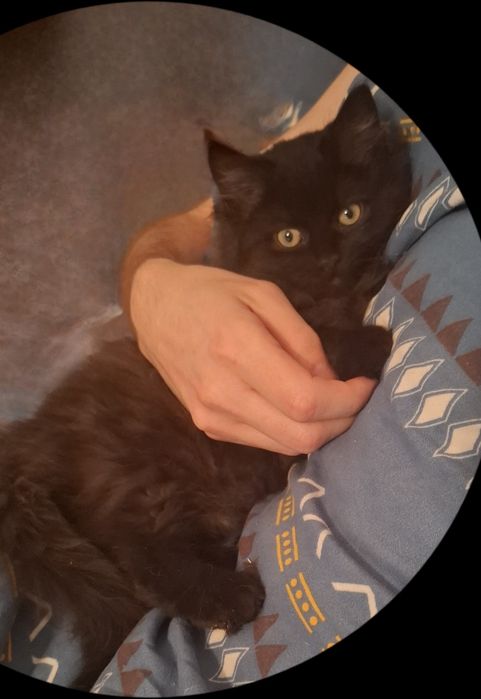 Kocurek rasy ragdoll w bardzo dobre rece!