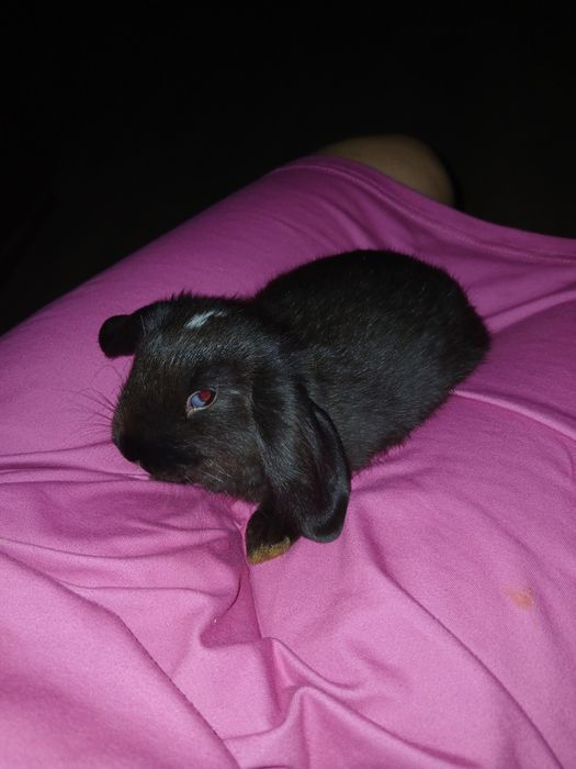 Krolik miniature 4 m