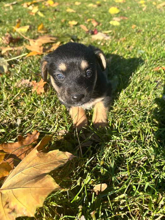 Oddam pieski w dobre ręce