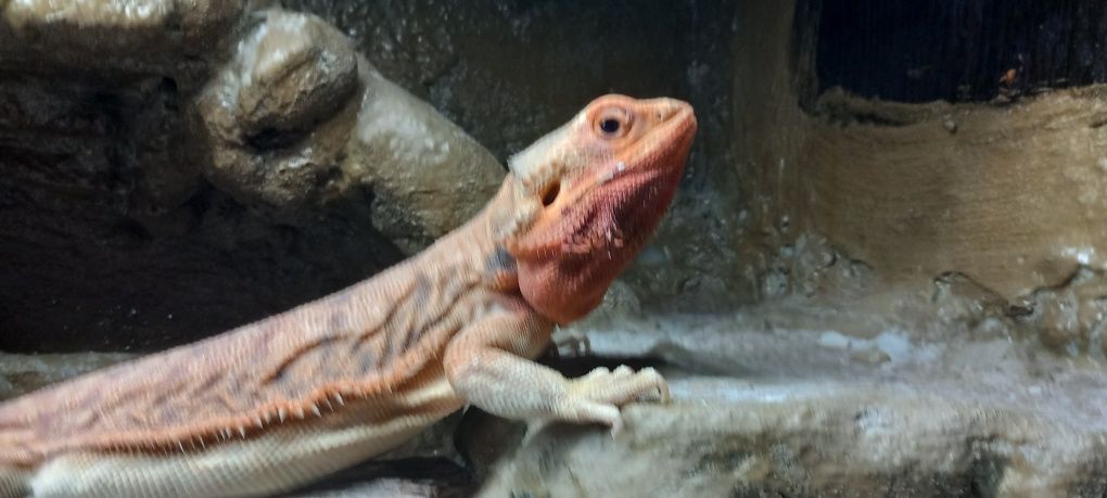 Agama brodata z terarium