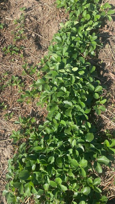 Sadzonki truskawek późnej i powtarzajacej