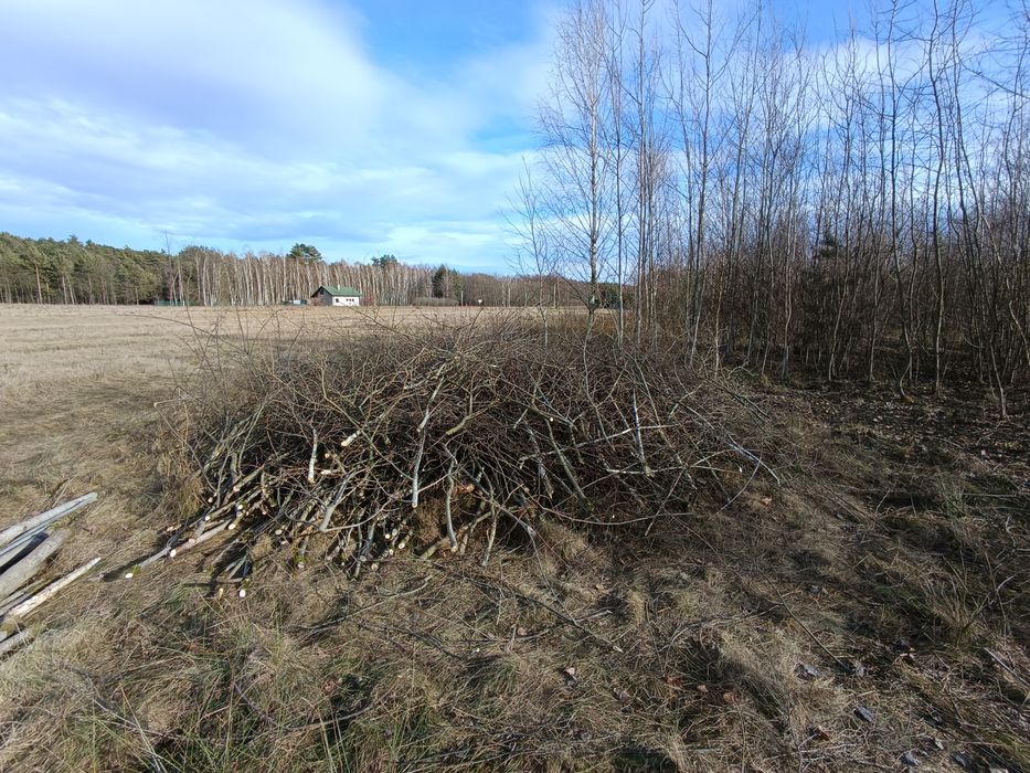 Za darmo gałęzie Rydzów