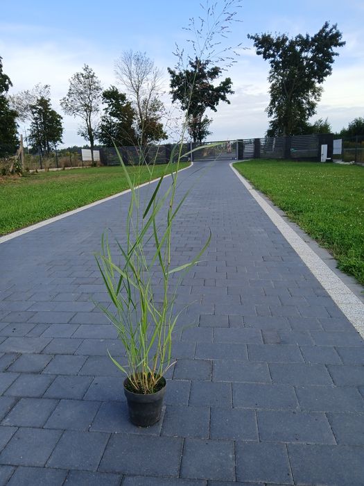 Producent trawy ozdobne miskant prosso