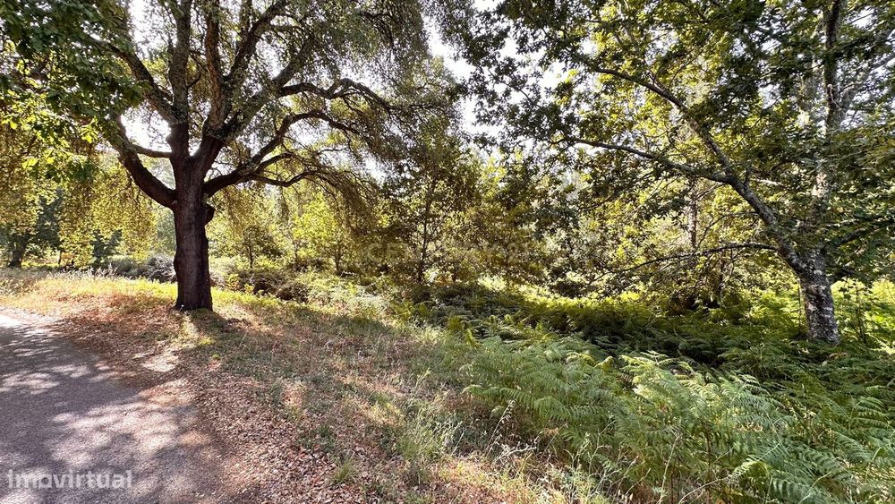 Terreno rústico com oliveiras e sobreiros – Pereiro, Pedrógão Grande