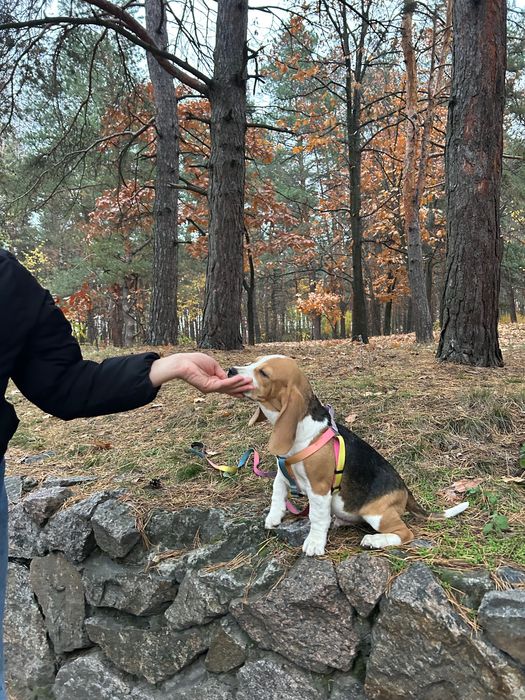 Бігль-хлопчик з офіційного розплідника — готовий до переїзду