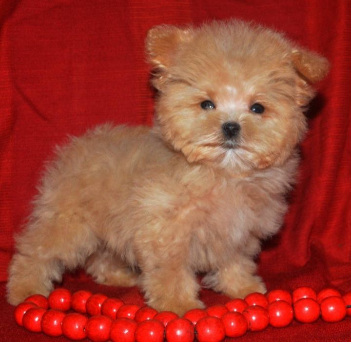 Мила крихітка мальтіпу