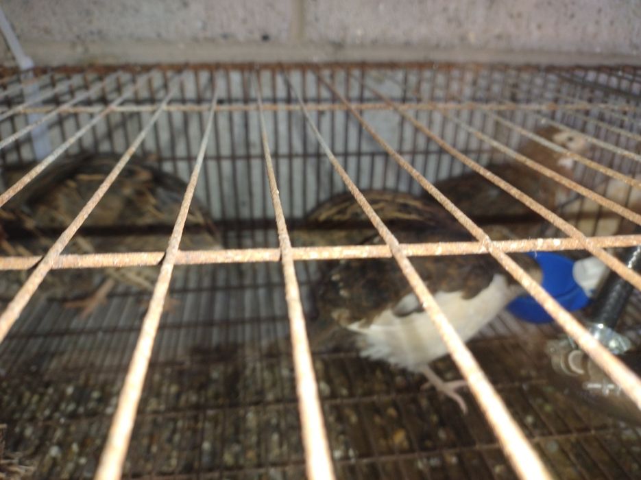 Przepiorki Texas i japońska