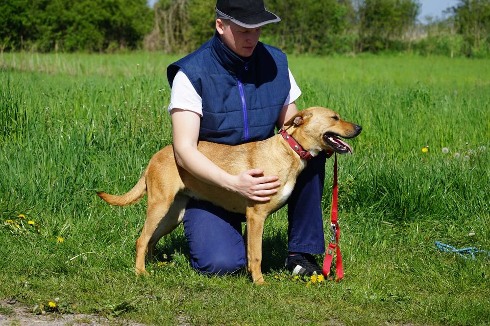 Celka - rewelacyjna sunia szuka domu