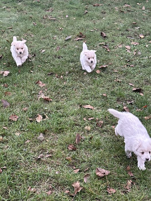 Śliczne białe szczeniaki