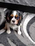 Piesek cavalier King Charles spaniel
