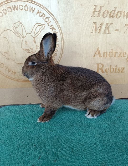 Króliki Wiedeński Szary