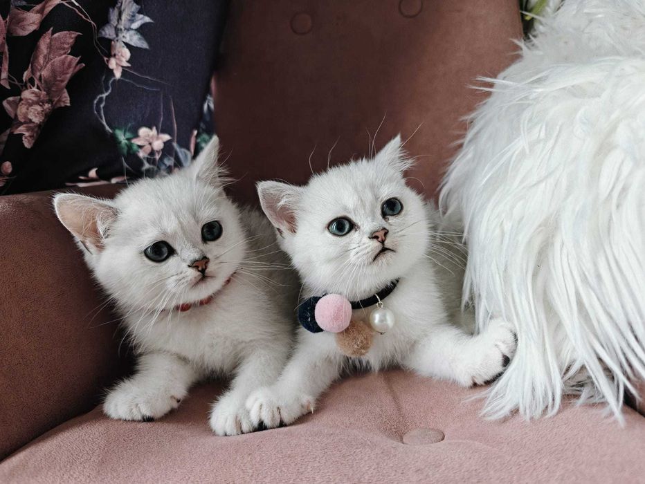 Srebrny kotek brytyjski