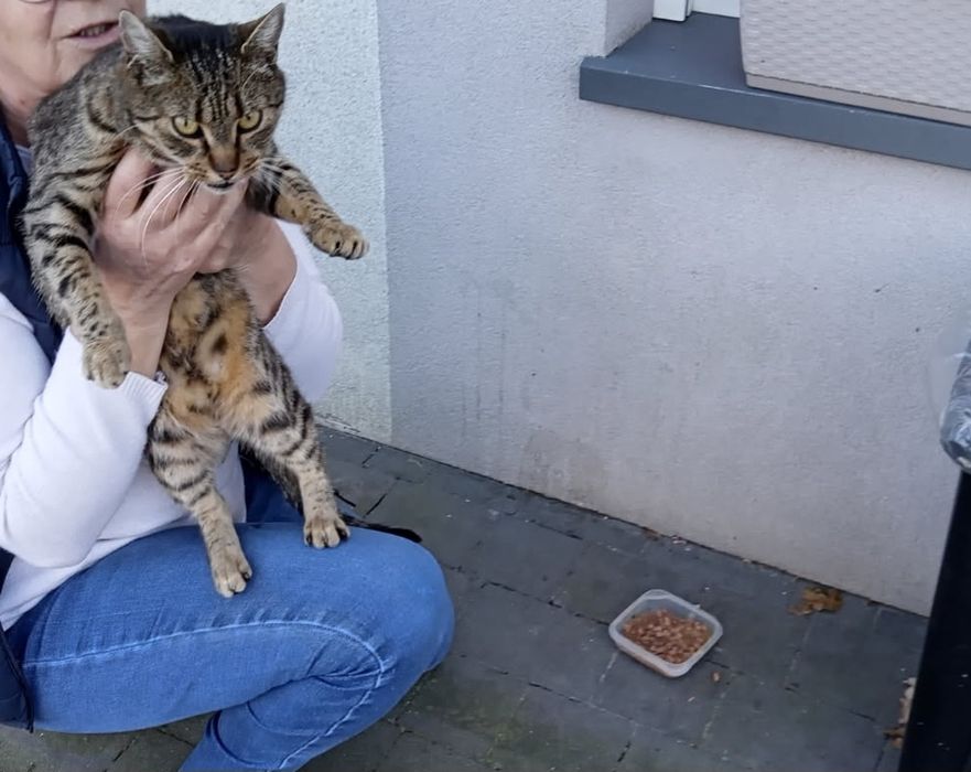 Bezdomna kotka pilnie szuka kochającego domu