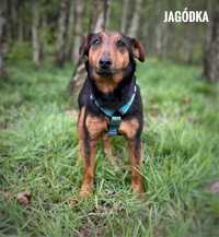 Spokojna jagterrierka, 7 kg Jagódka do adopcji