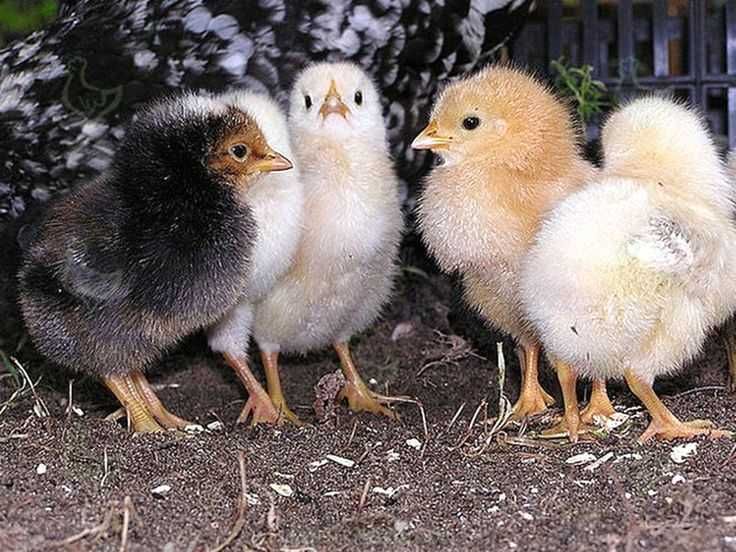Продам цыплят Ломан Браун и Испанки-голо шейки =25гр.