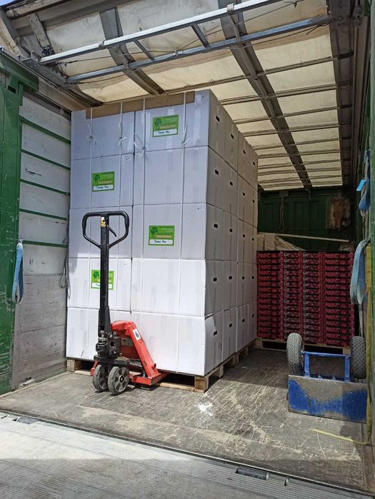 Paulownia Elongata Lote 100ud.