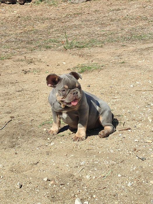 Bulldog francês fêmea